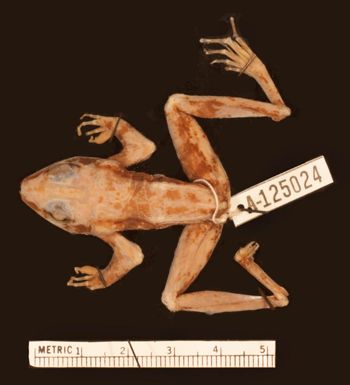 Media type: image;   Herpetology A-125024
